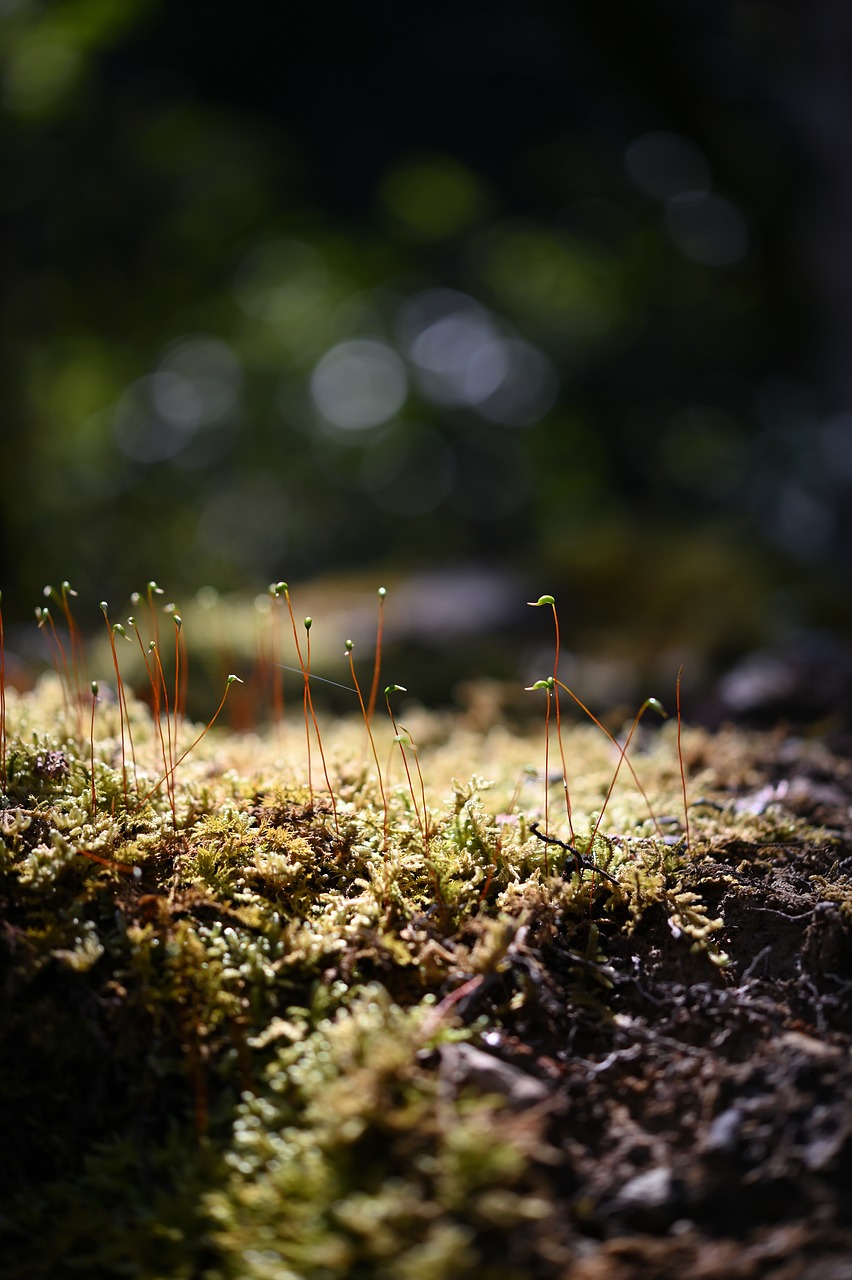 grass  light  sun free photo