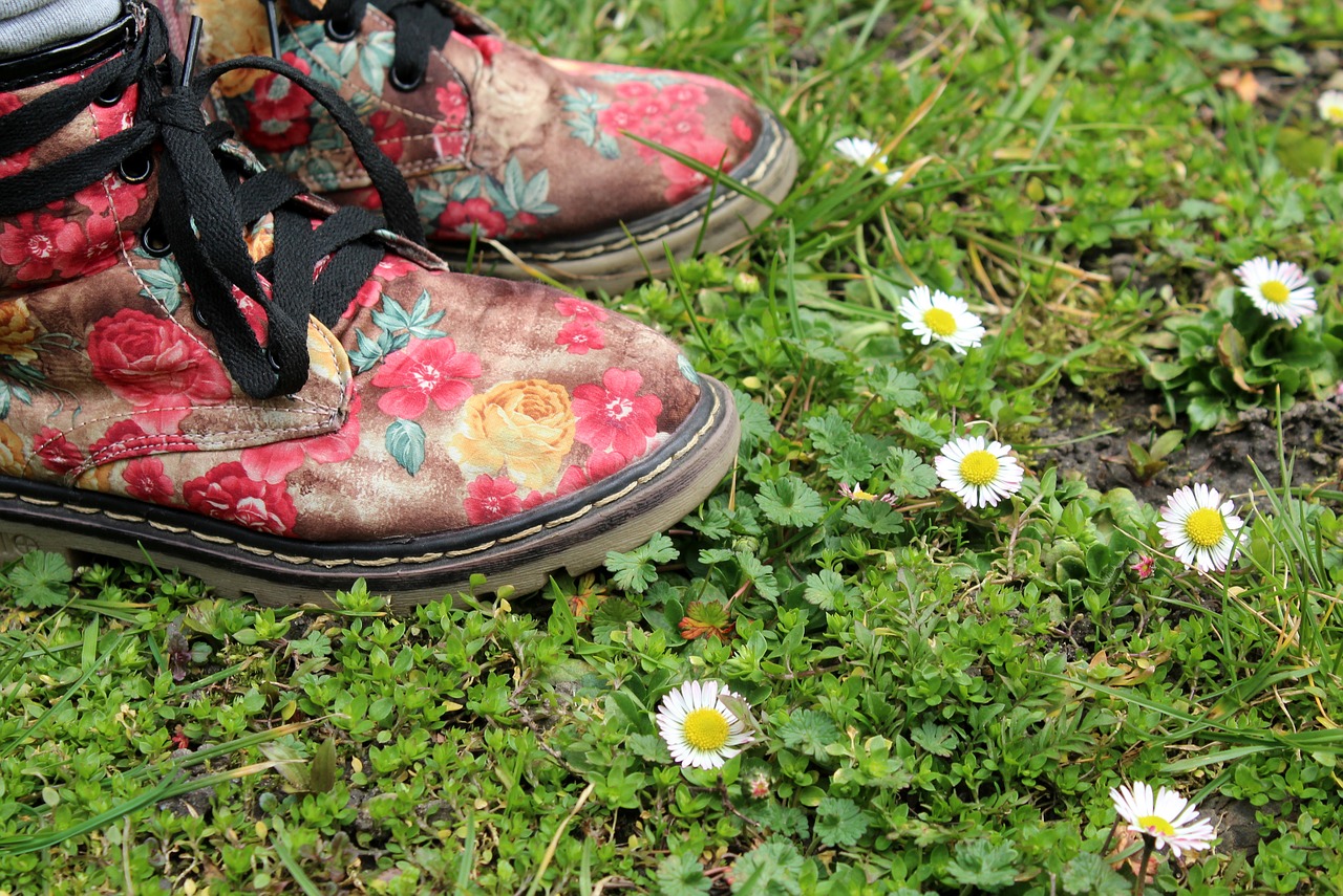 grass  meadow  daisies free photo