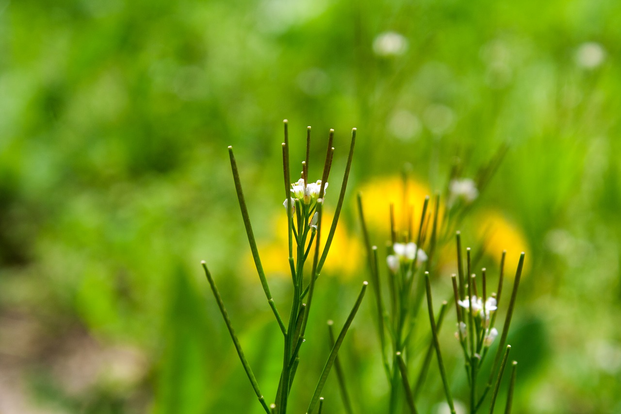 grass  green  nature free photo