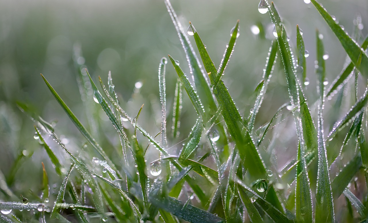 grass  dew  nature free photo