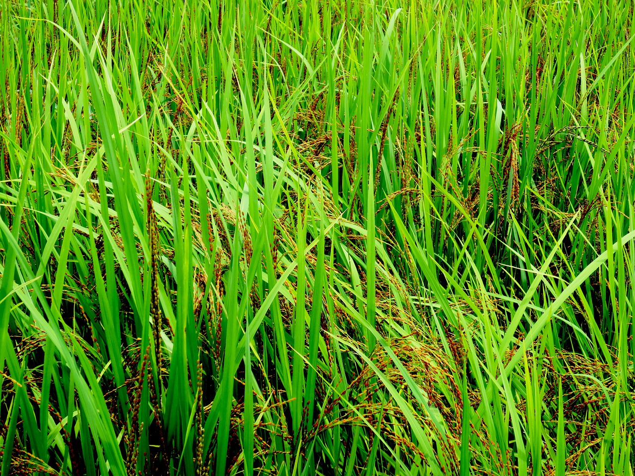 grass green field free photo