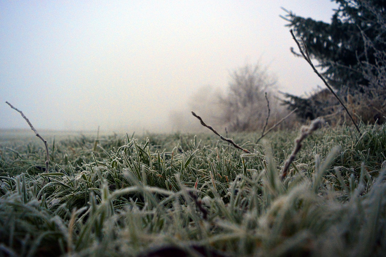 grass  frost  winter free photo