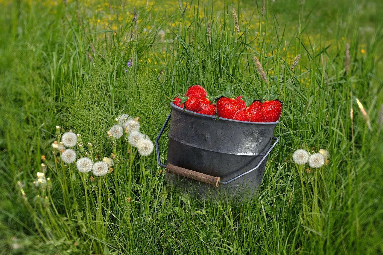 grass  dandelion  strawberries free photo