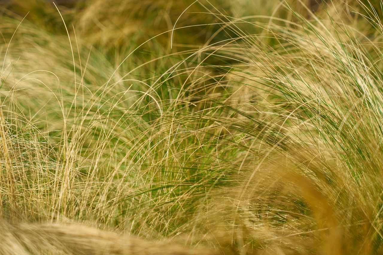 grass  plant  green free photo