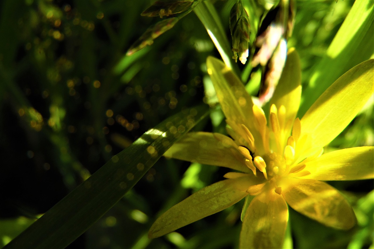 grass  flower  yellow free photo