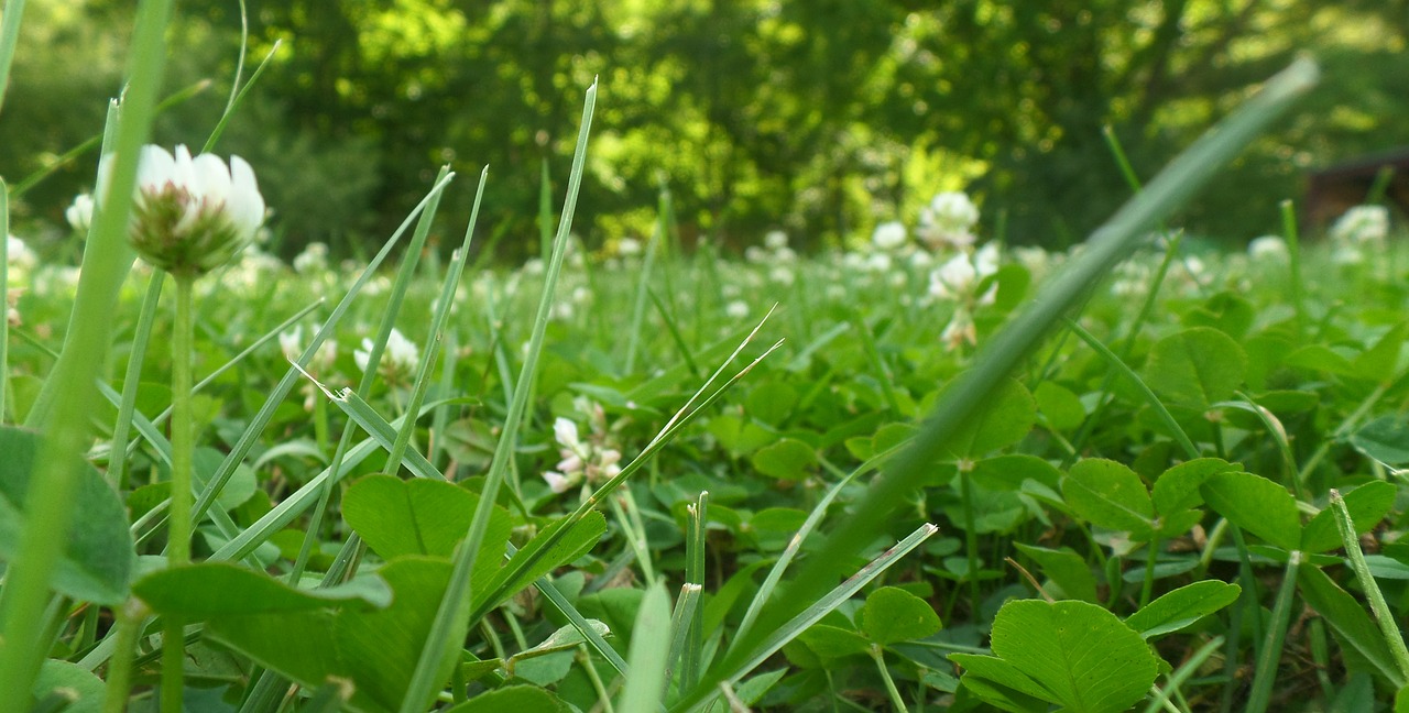 grass nature green free photo