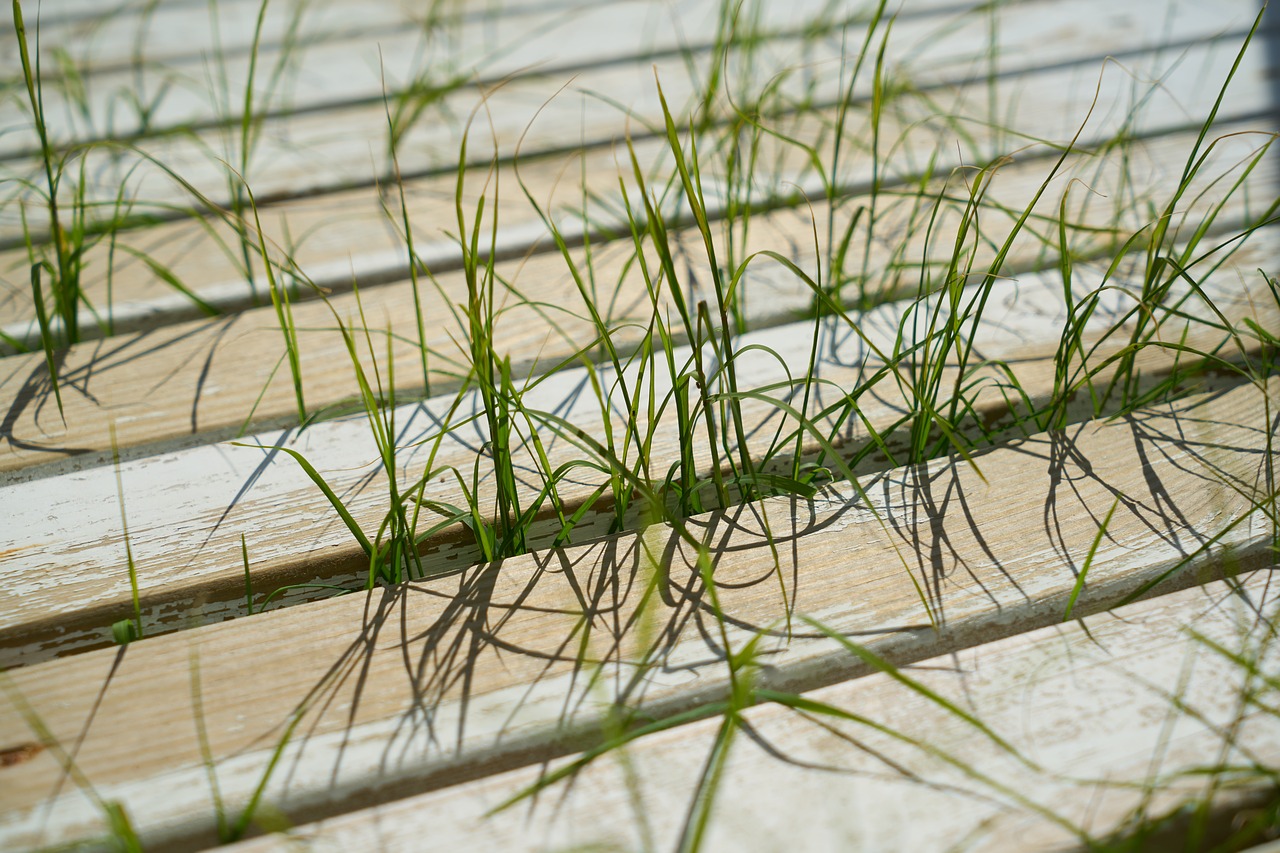 grass  plant  wood-fibre boards free photo