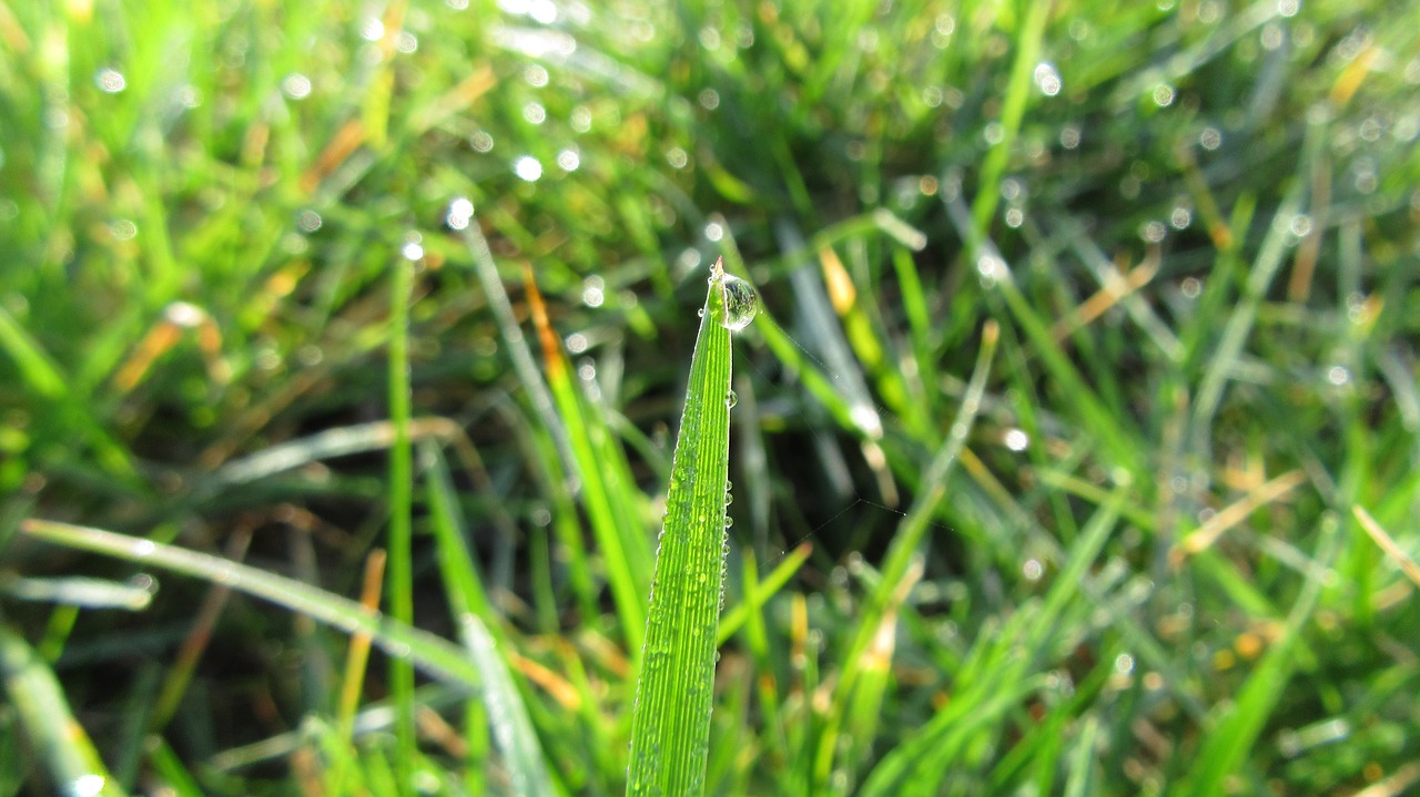 grass  green  water drop free photo