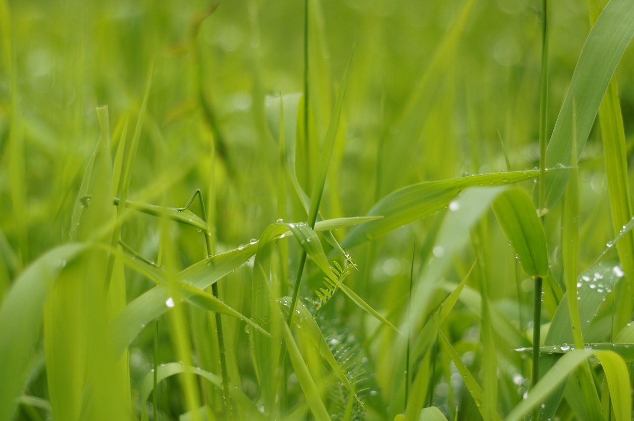 grass drop of water green free photo