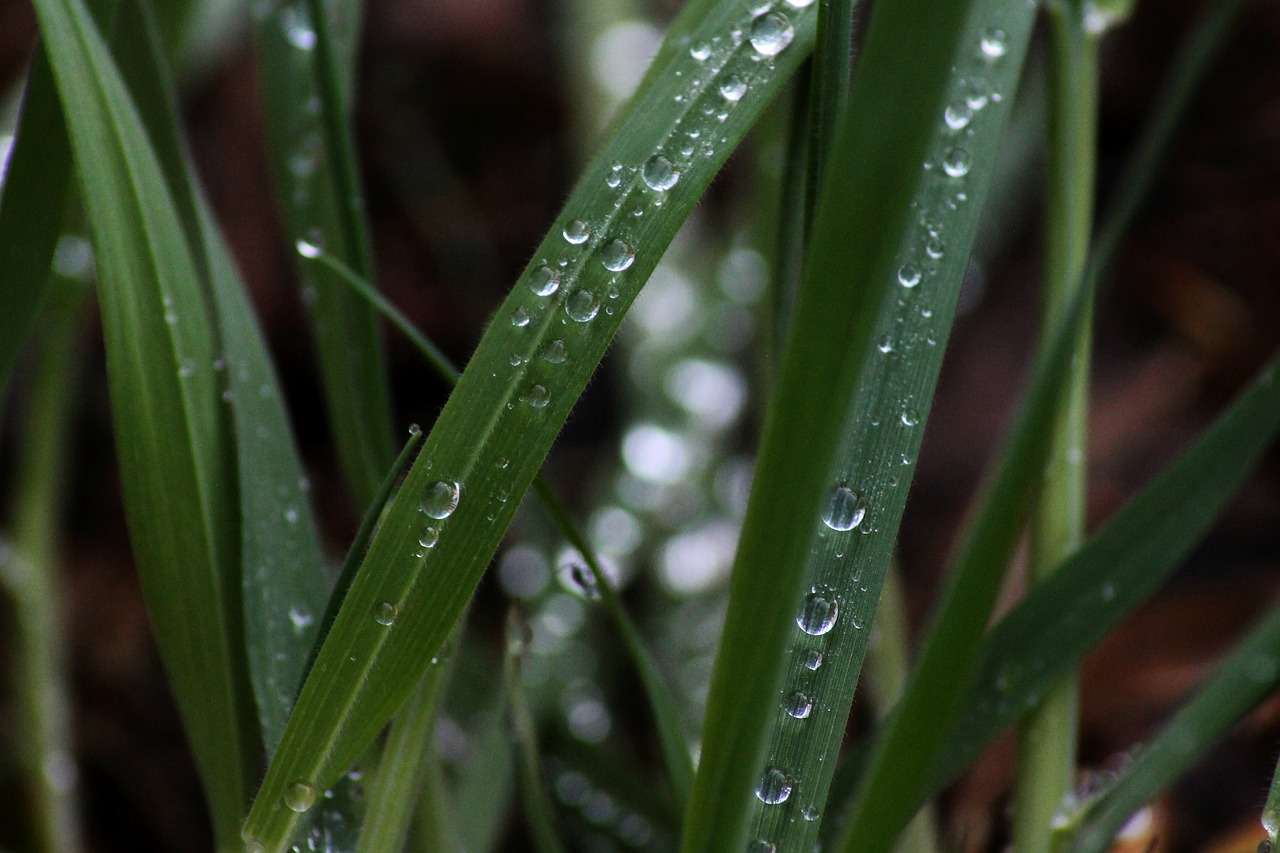 grass  drip  morning free photo