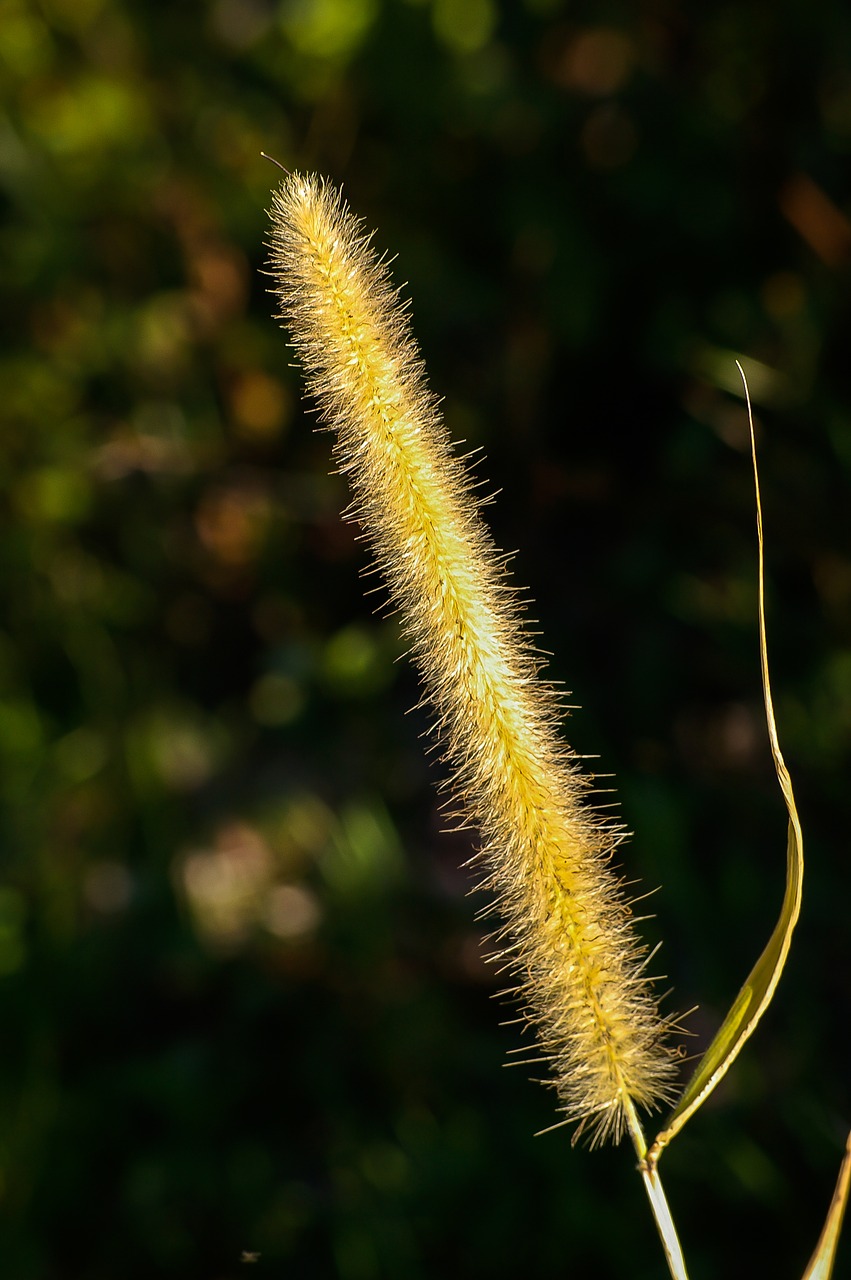 grass  seed head  wild free photo