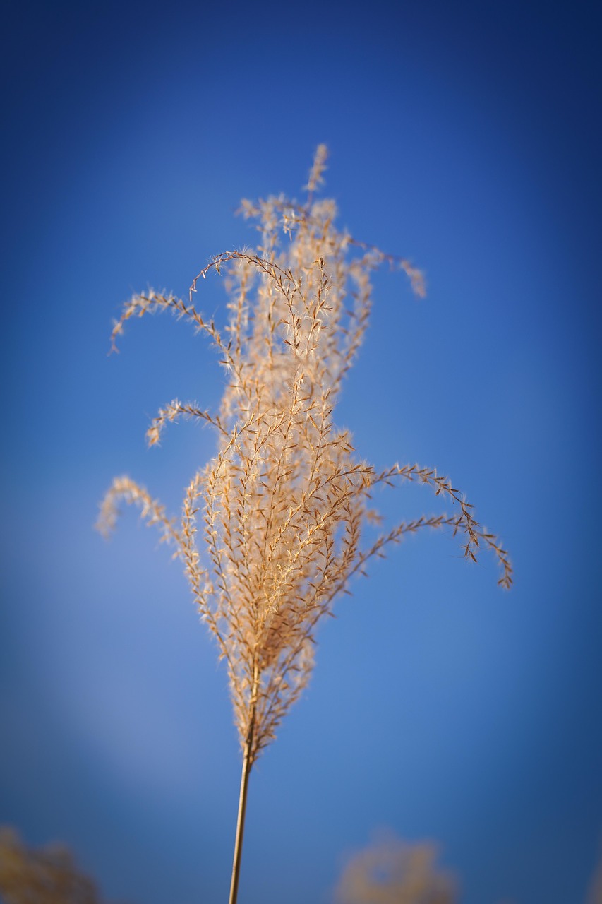 grass  close up  winter free photo