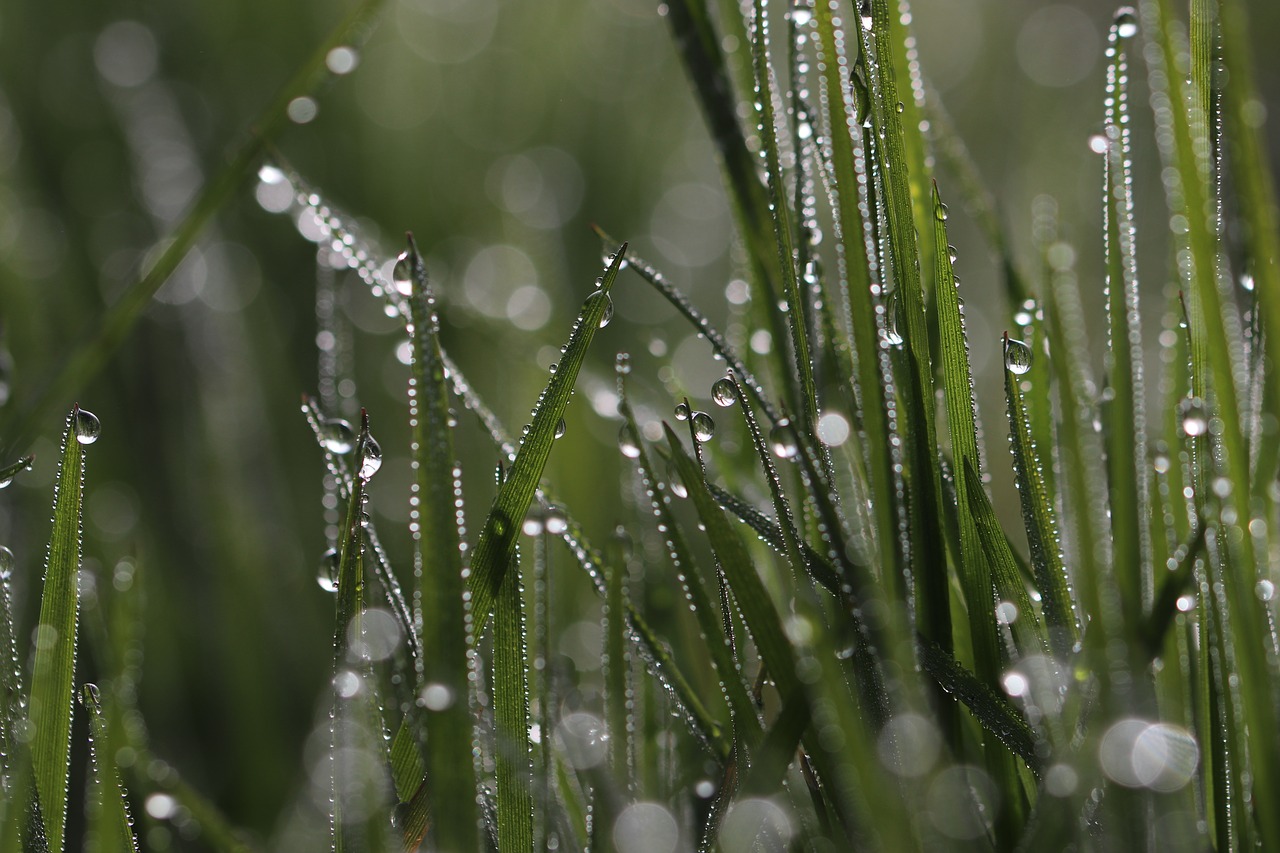 grass  dew  morning dew free photo