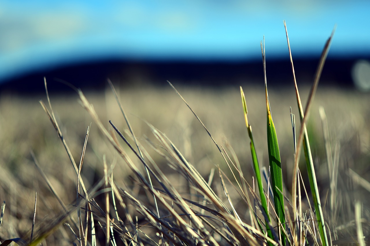 grass  field  nature free photo