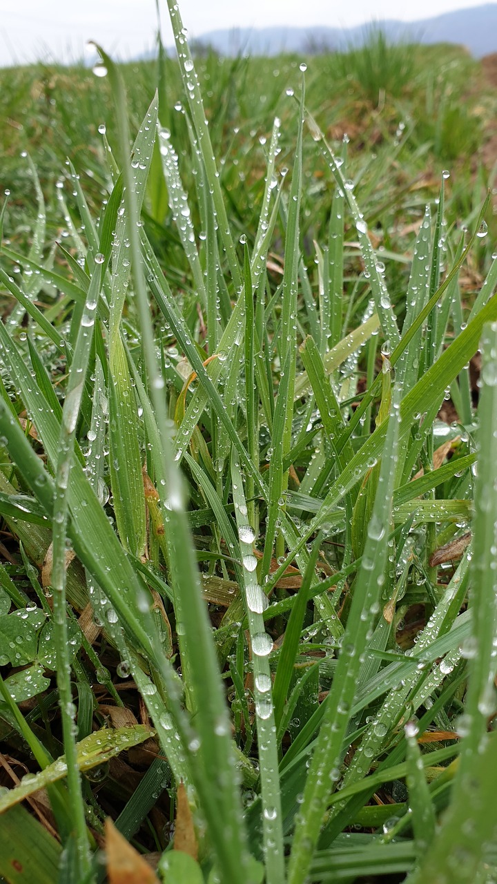 grass  drops of rain  meadow free photo