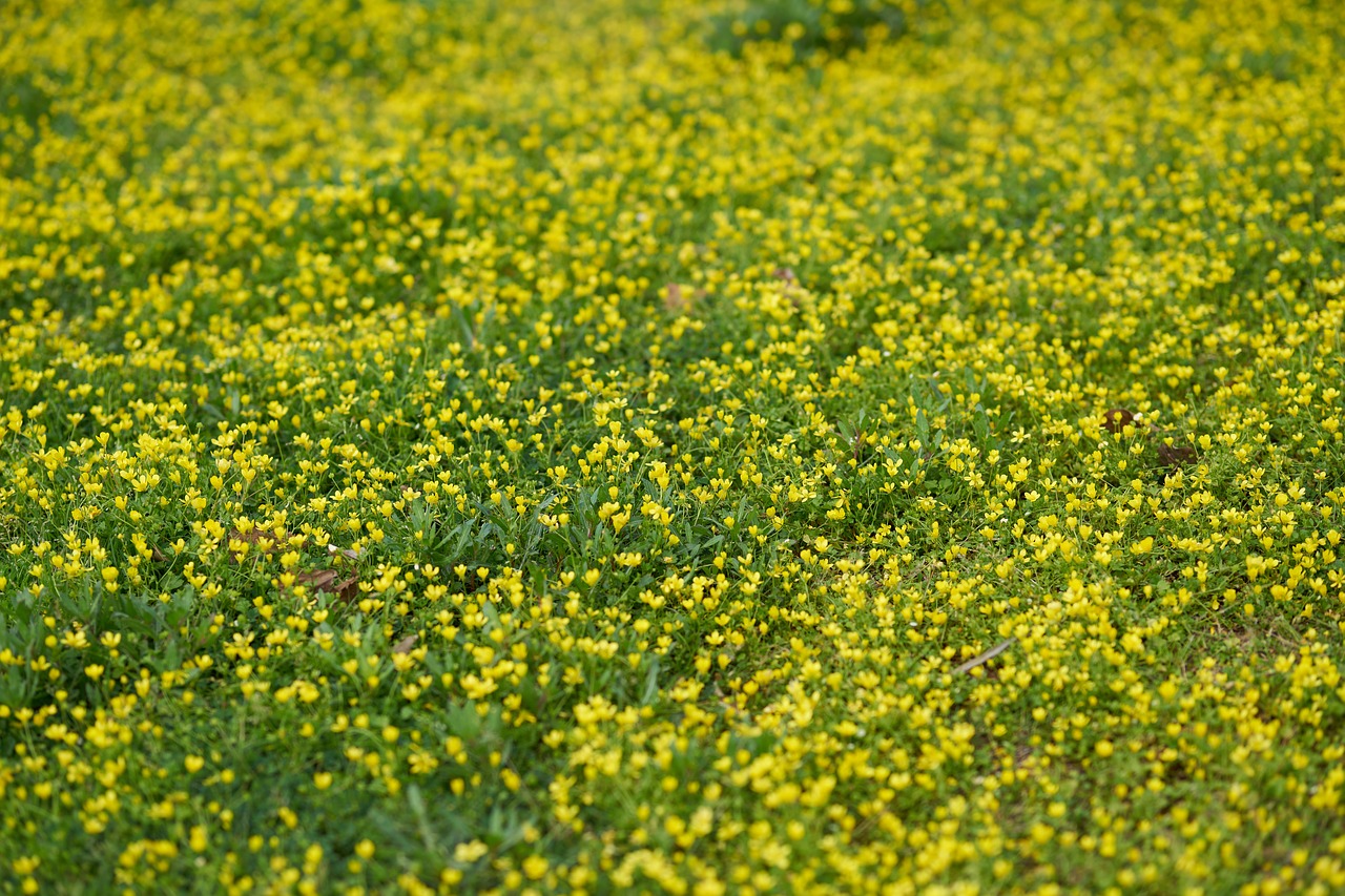 grass  daisies  spring free photo