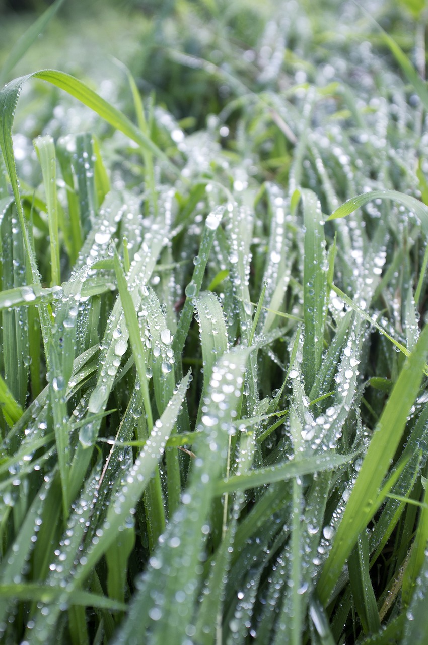 grass  wet  nature free photo