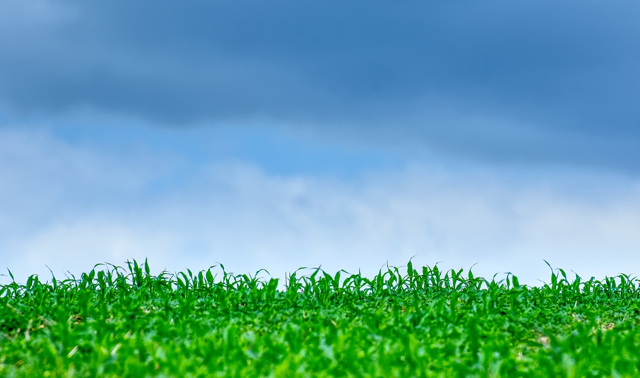 grass  meadow  sky free photo