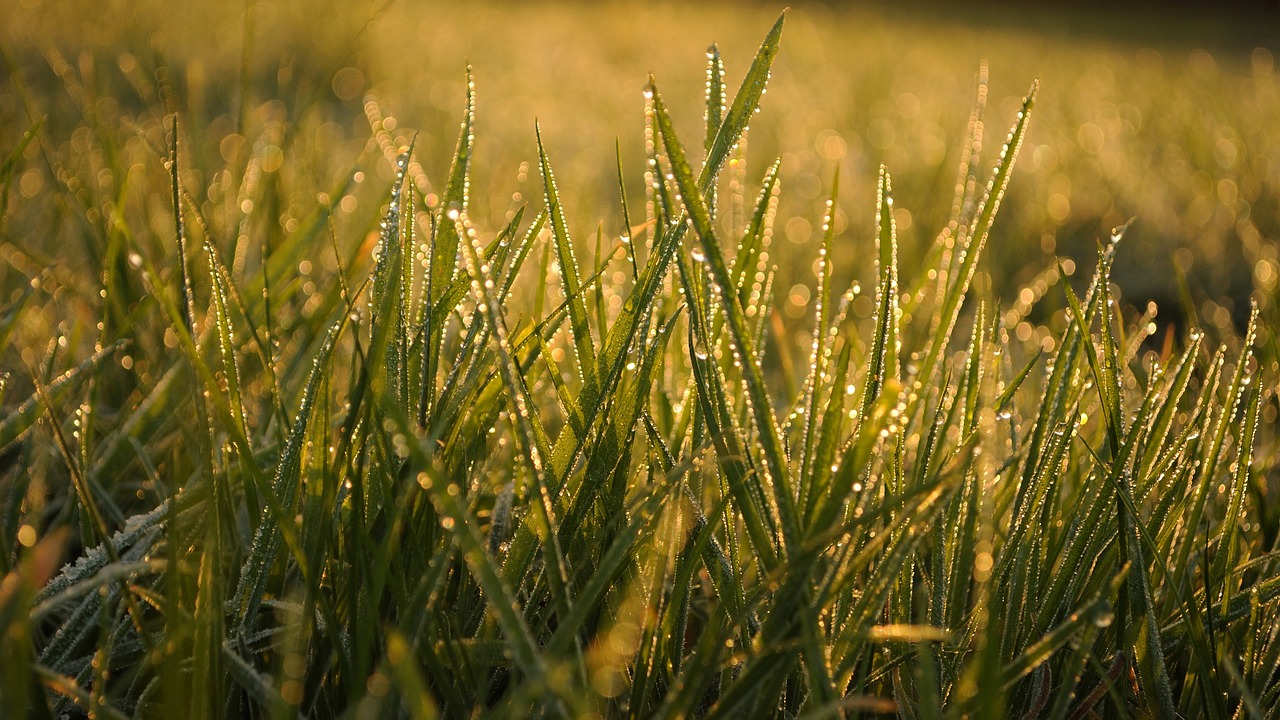 grass  dawn  meadow free photo