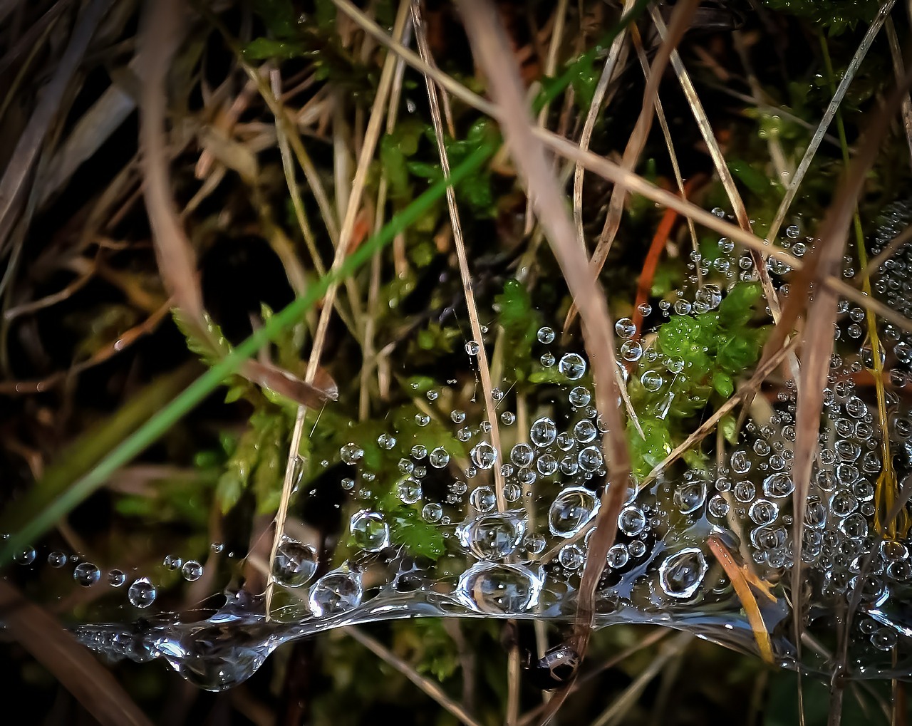 grass dewdrops microcosm free photo