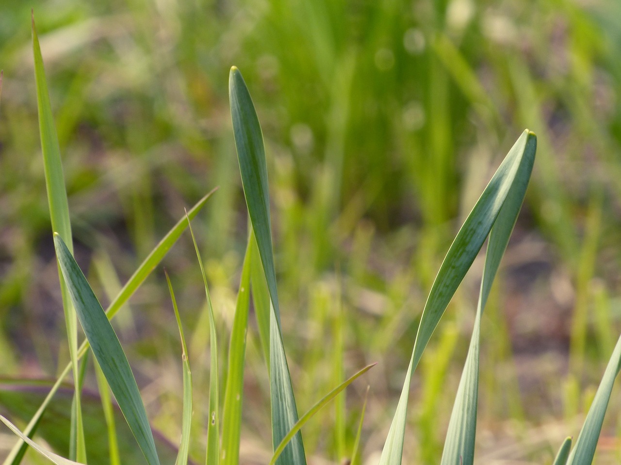 grass  spring  green free photo