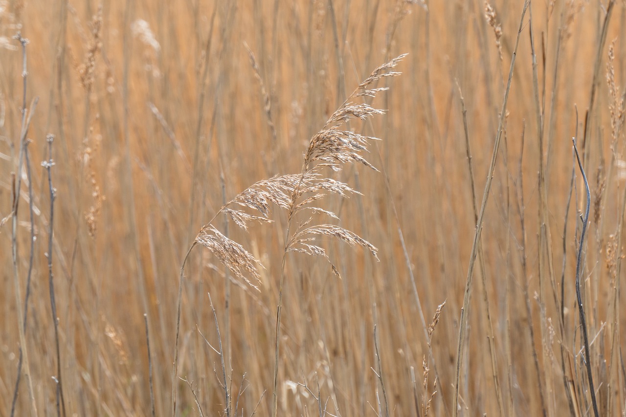 grass  summer  nature free photo