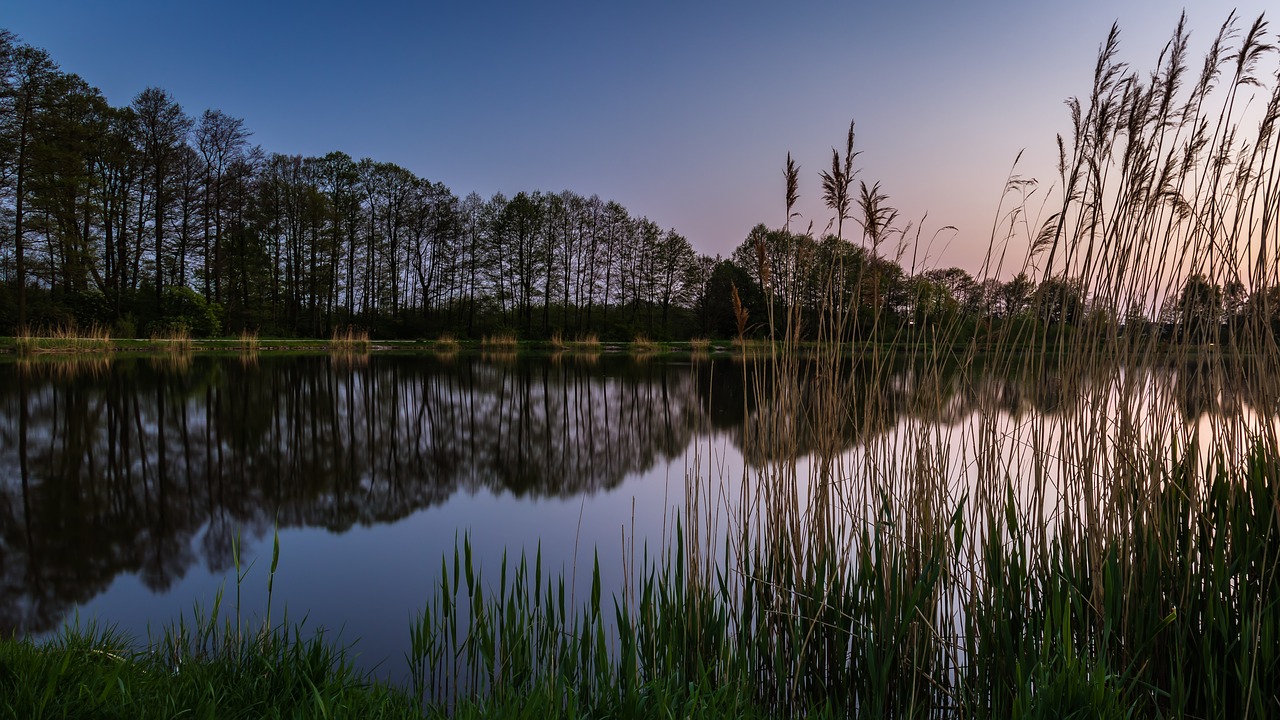 grass  pond  nature free photo