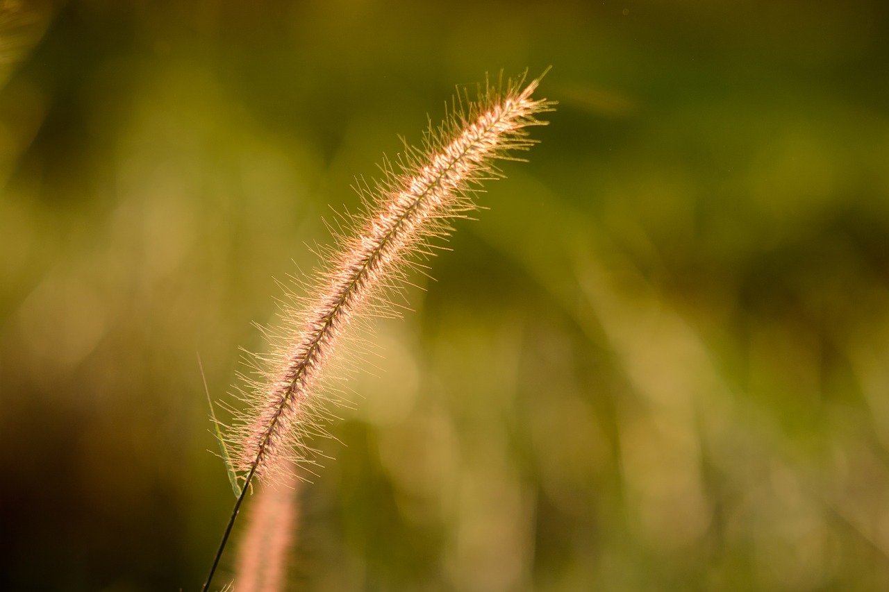 grass  nature  green free photo