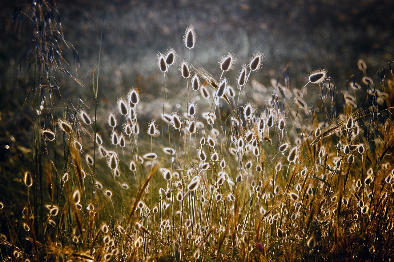 grass  meadow  nature free photo