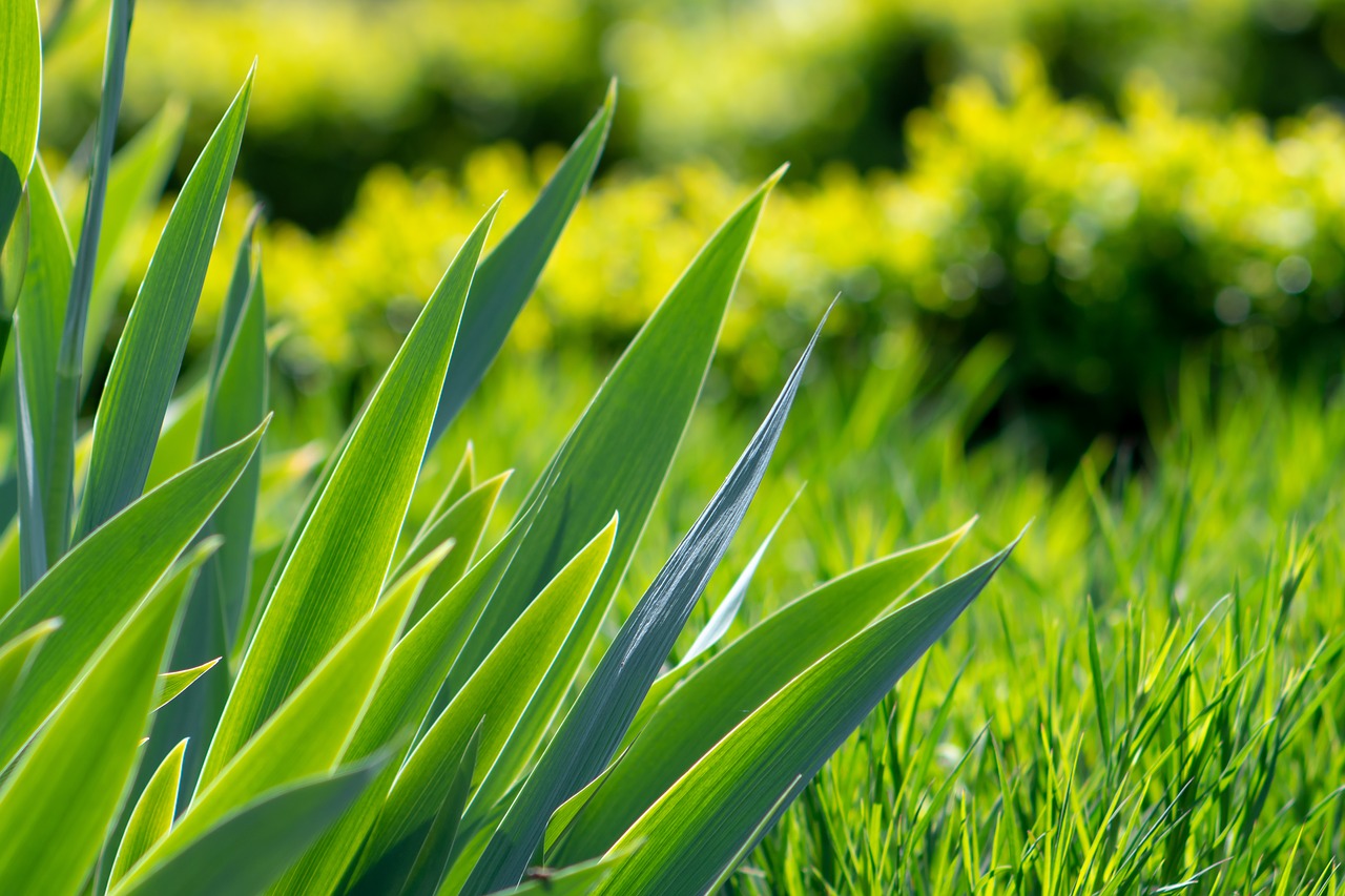 grass  green  foliage free photo