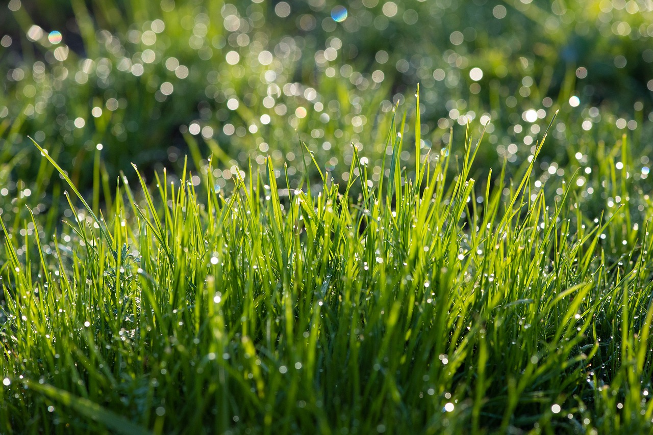 grass  green  fresh free photo