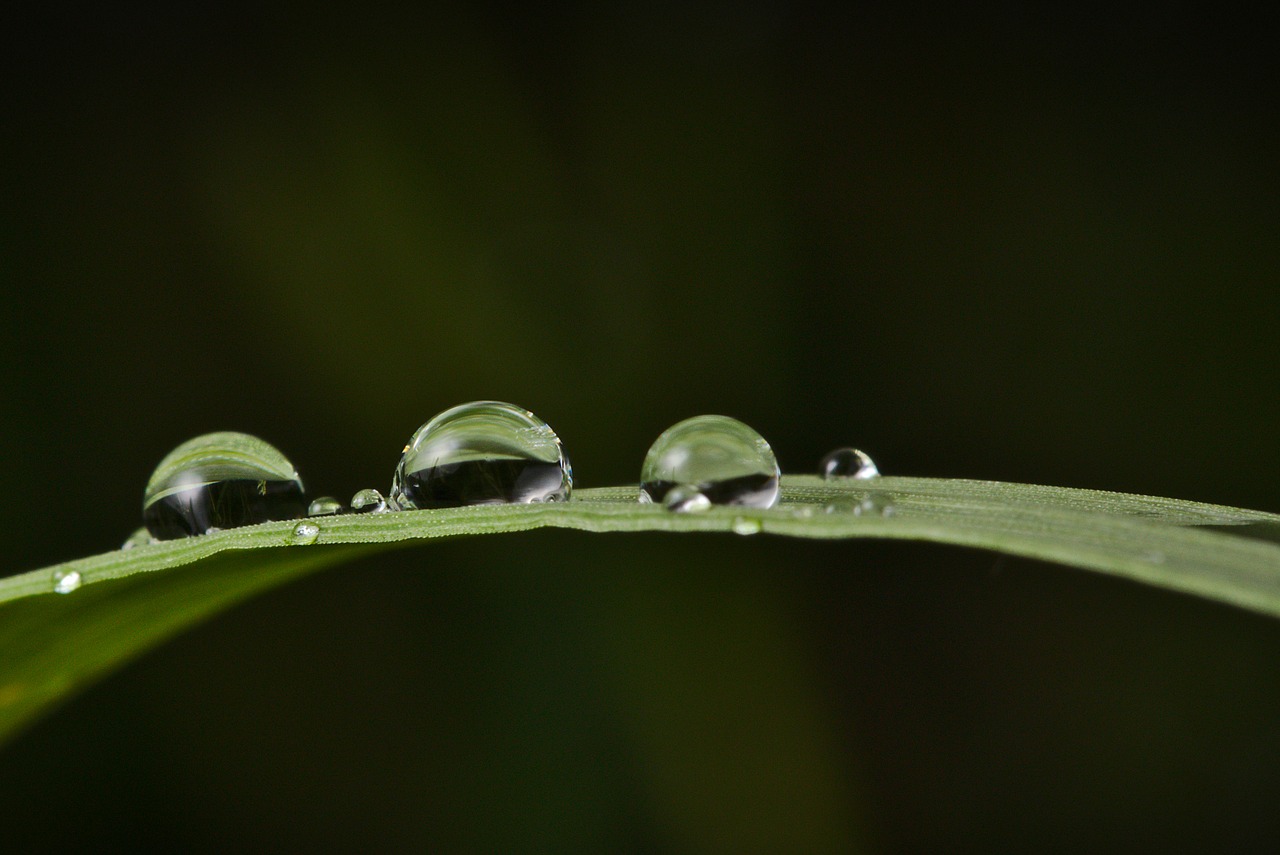 grass  raindrop  reflection free photo