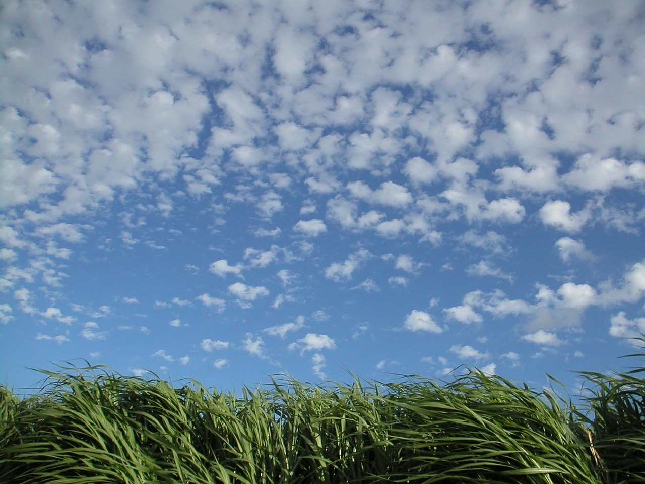 grass clouds summer free photo