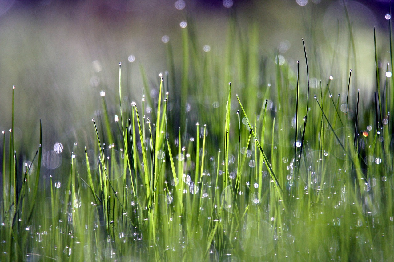 grass  dew  morning free photo