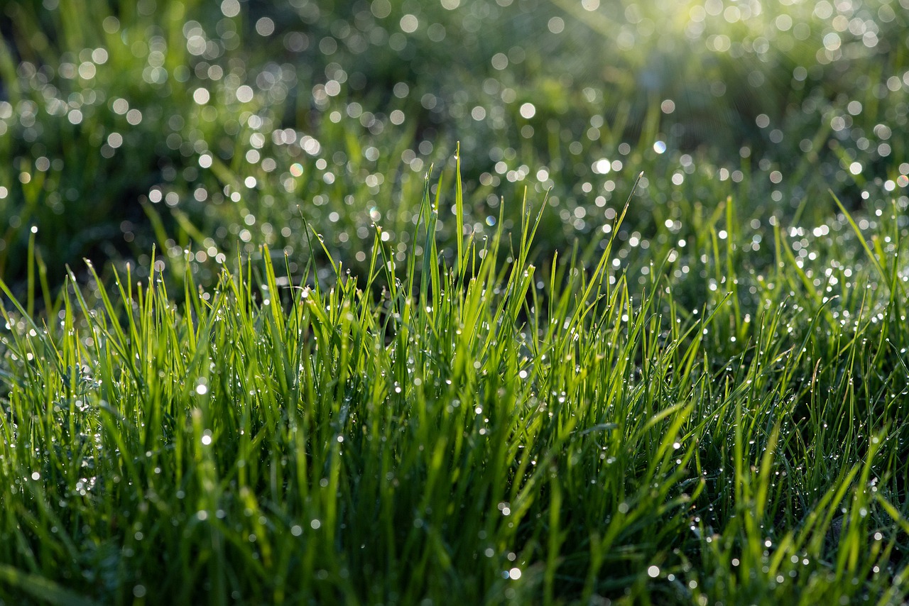 grass  green  meadow free photo