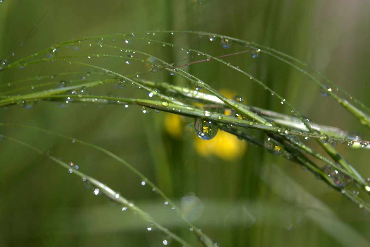 grass  wet  drops free photo