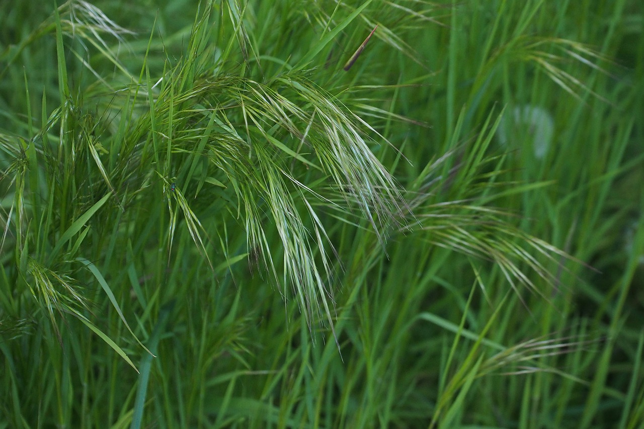 grass  green  nature free photo