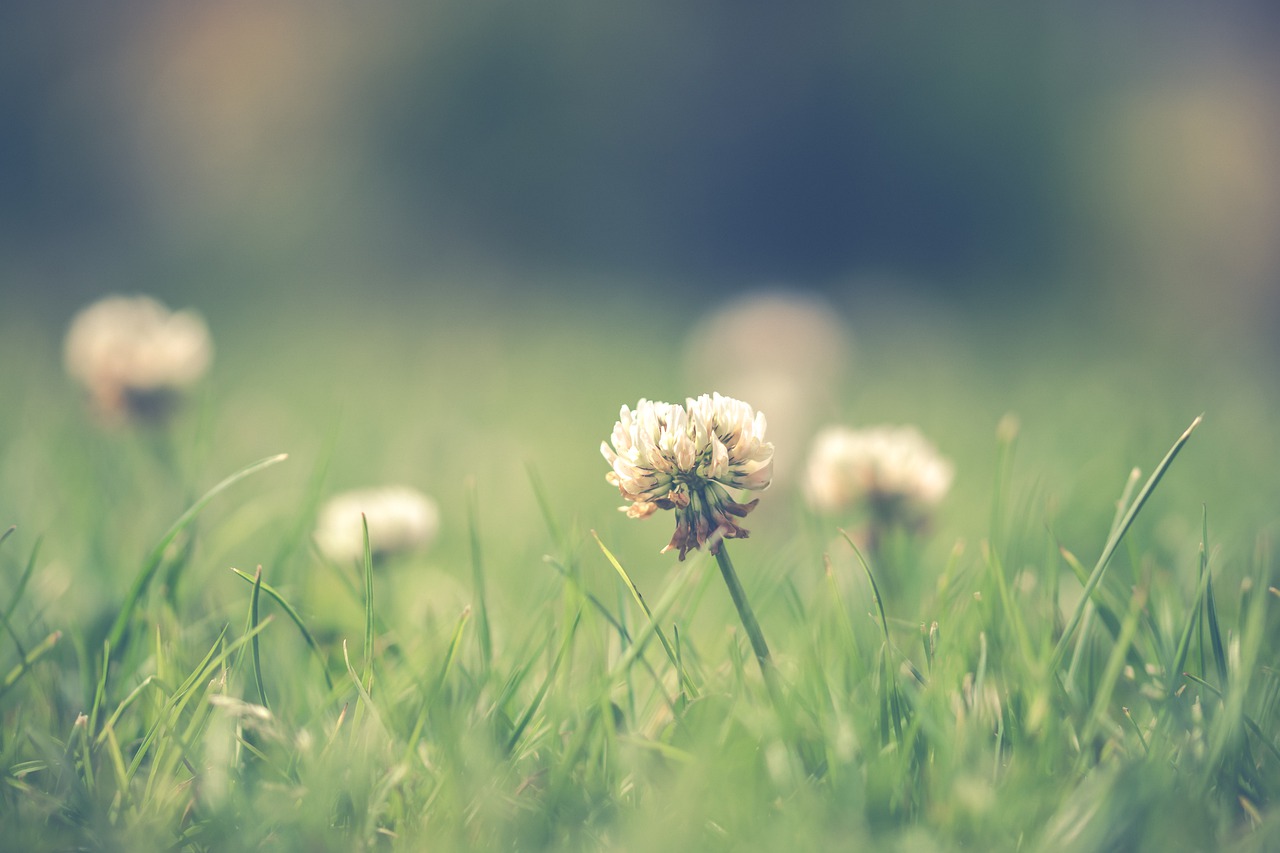 grass  flowers  nature free photo