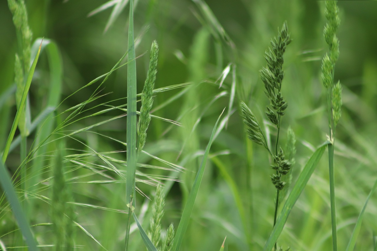 grass  blade of grass  grasses free photo