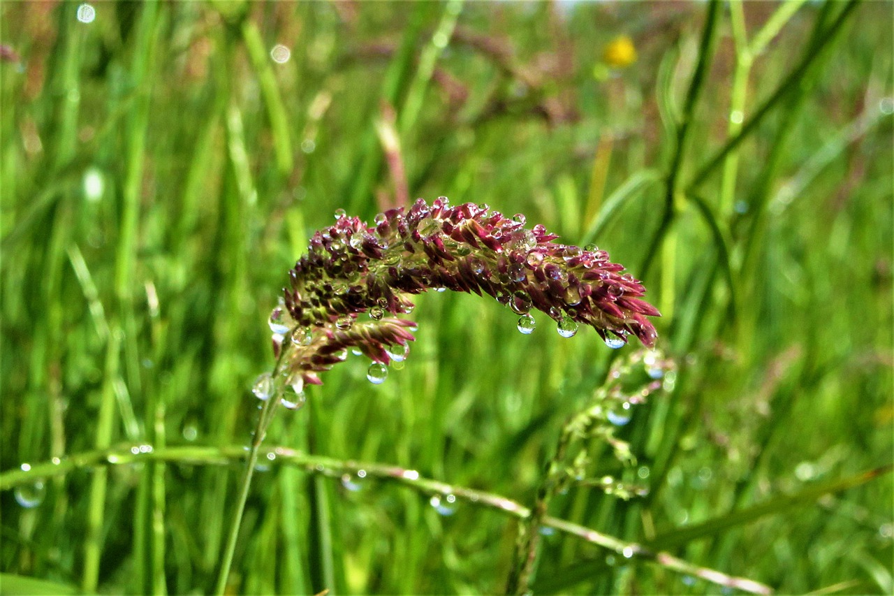 grass  dew  curved free photo