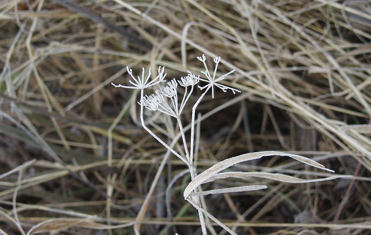 grass winter frost free photo