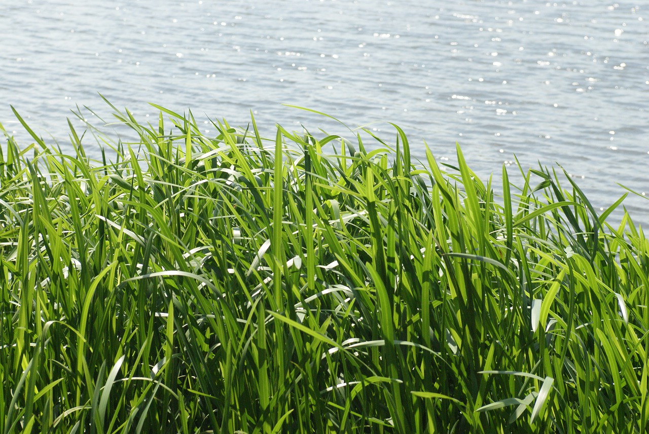 grass  sea  landscape free photo