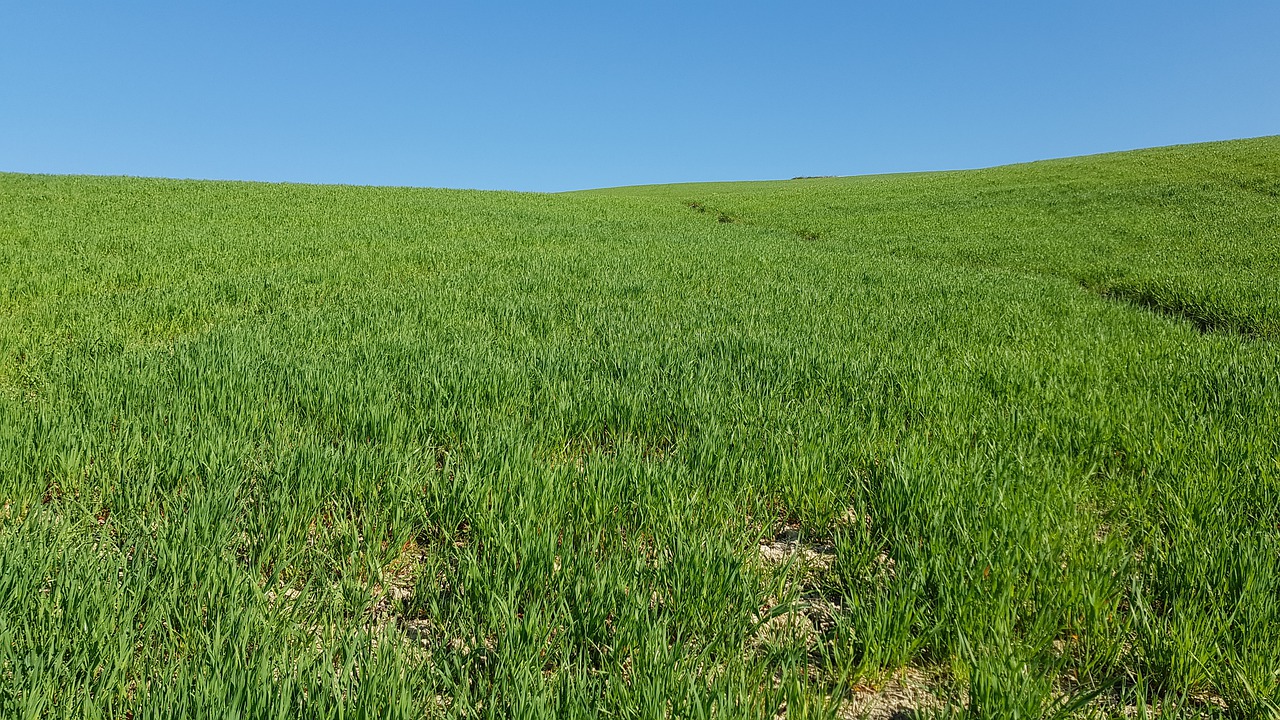 grass  field  tuscany free photo