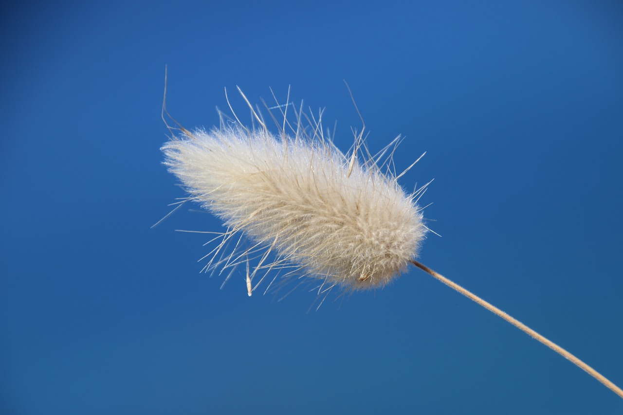 grass  sky  nature free photo