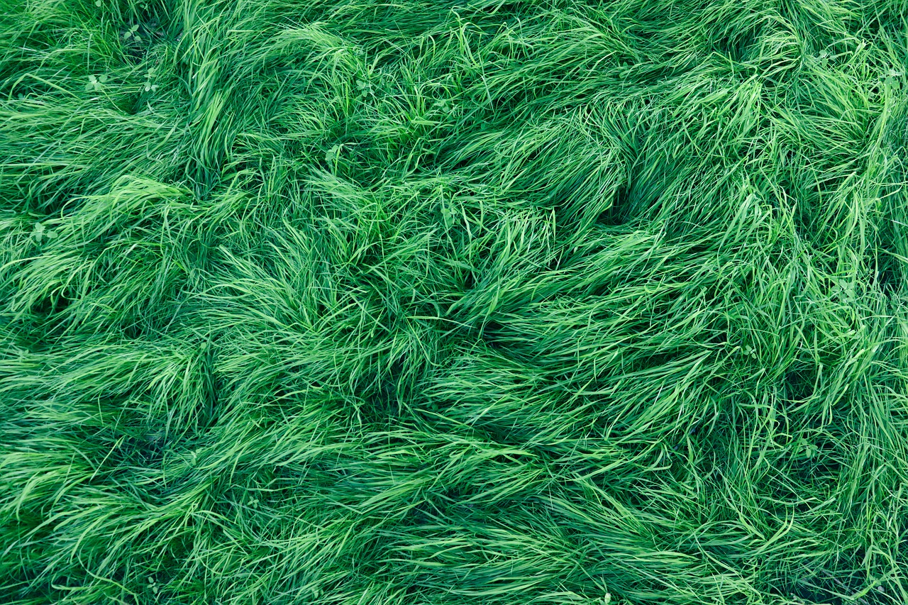 grass  green  background free photo