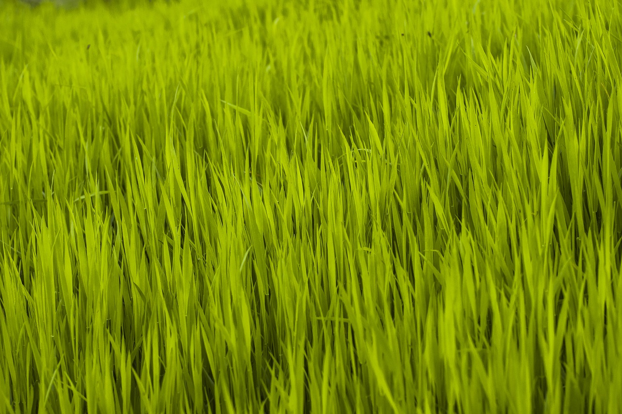 grass  green  nature free photo