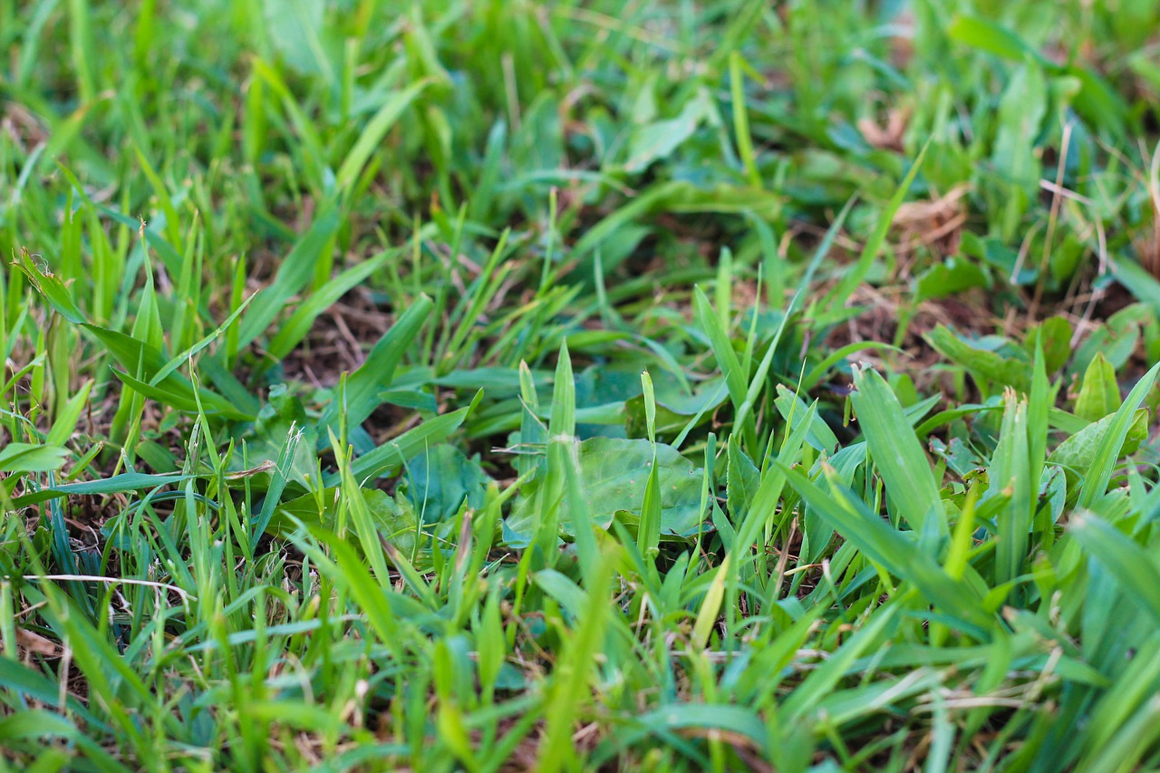 grass green spring free photo