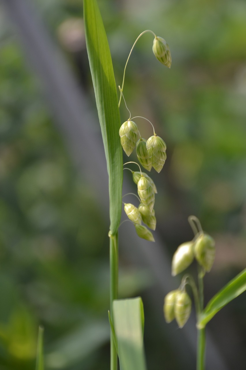 grass  plant  garden free photo