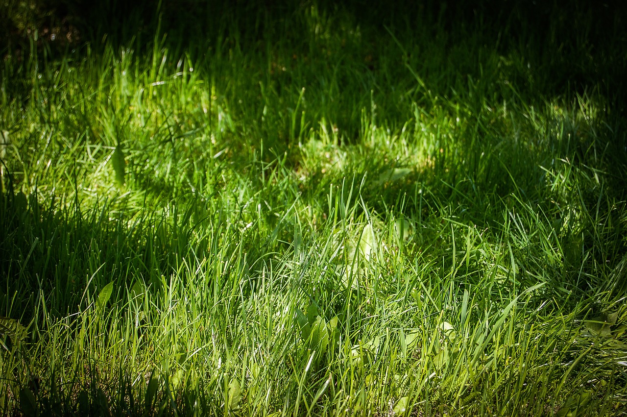 grass green nature free photo