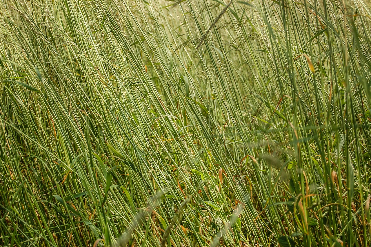 grass texture the background free photo